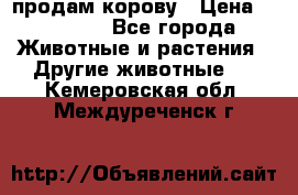 продам корову › Цена ­ 70 000 - Все города Животные и растения » Другие животные   . Кемеровская обл.,Междуреченск г.